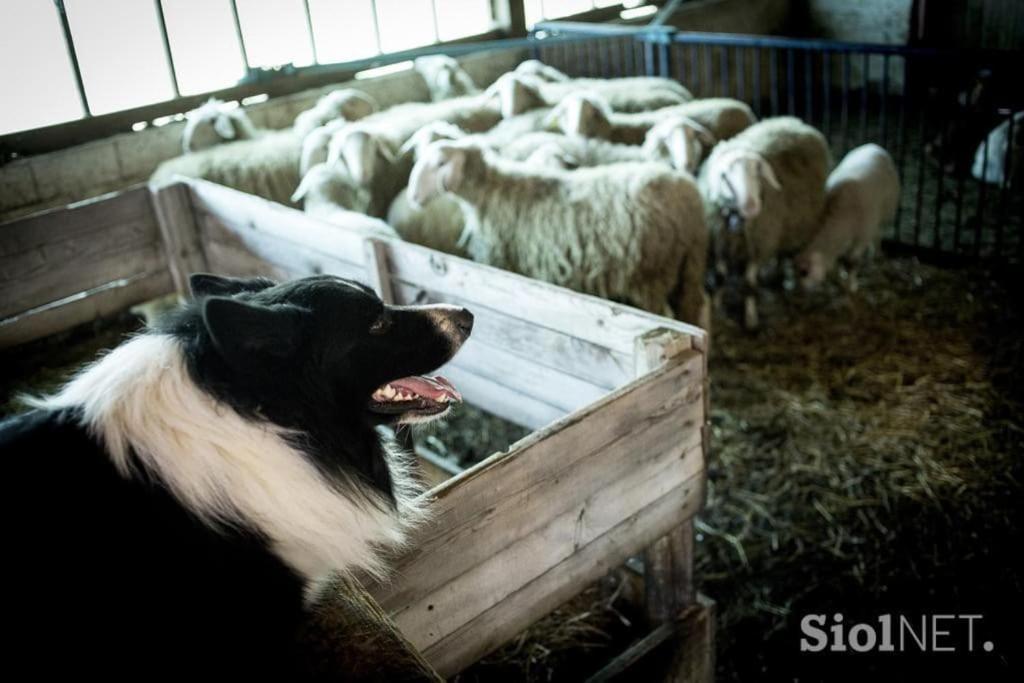 Tourist Farm Kladje Villa Ljubno Екстериор снимка