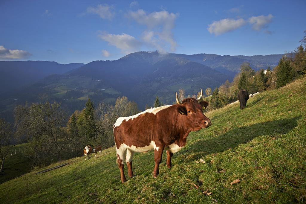 Tourist Farm Kladje Villa Ljubno Екстериор снимка
